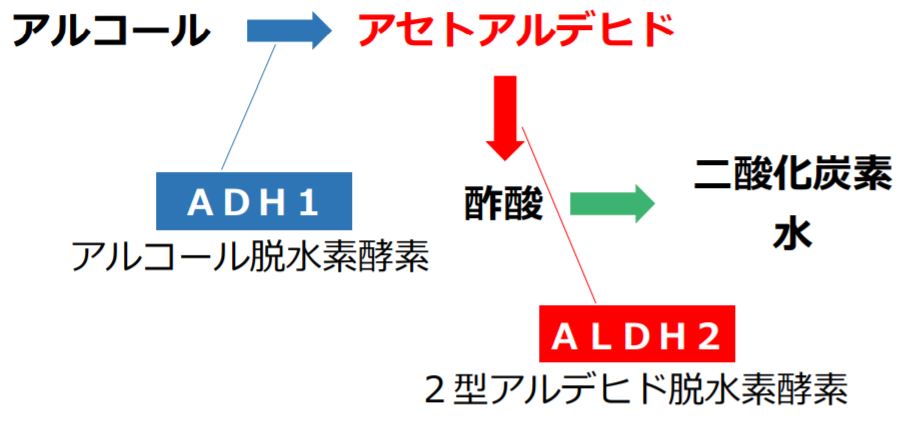お酒による肌荒れ ニキビ対策 飲酒しても肌荒れしにくい３つの方法 たこべいブログ
